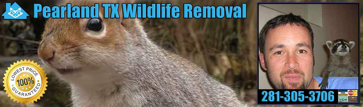 Pearland Wildlife and Animal Removal